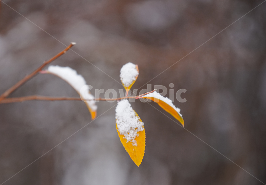 겨울,첫눈,눈,나뭇잎,잎,잎새,감성,계절,겨울,계절,winter,season