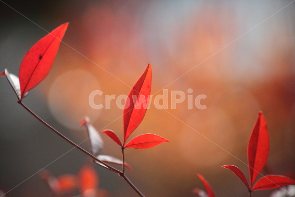 단풍,잎,식물,가을,redleaves,남천,nandina,가을,계절,fall,autumn,season,식물,자연,plants,nature,색깔,색상,색채,색감,color sense,color sensitivity,feeling of color,leaf,plant