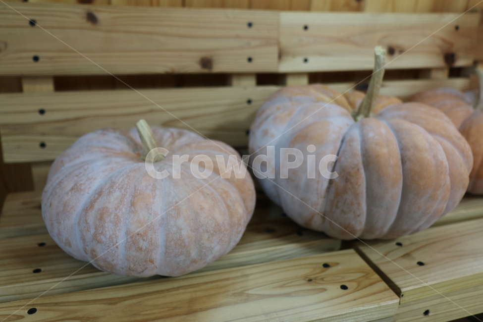 식물,농촌,자연,지방,가을,감성,plant,ruralarea,nature,area,autumn,sensibility,호박,pumpkin,food,음식,vegetable,야채,음식,식재료,요리,food,cook,meal,dishes,food reserves