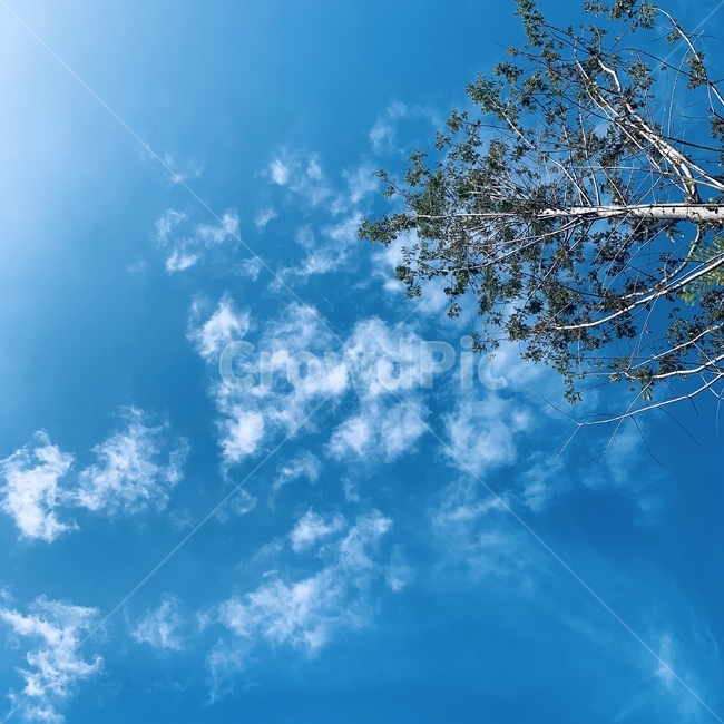 tree,나무,하늘,sky,plant,식물,nature,자연,자연,풍경,nature,landscape