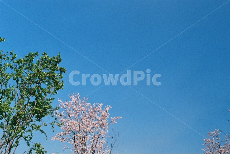초록,하늘,벚꽃,sky,나무
