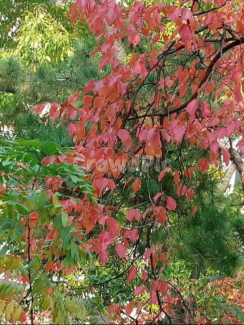 가을,단풍,낙엽,maple,plant,식물,단풍나무,단풍잎,leaf,잎,tree,나무,계절,fallautumnseason,가을단풍,자연,풍경,경치,가을,계절,fall,autumn,season,식물,자연,plants,nature,나무,trees,wood,bush,부시,vegetation,초목
