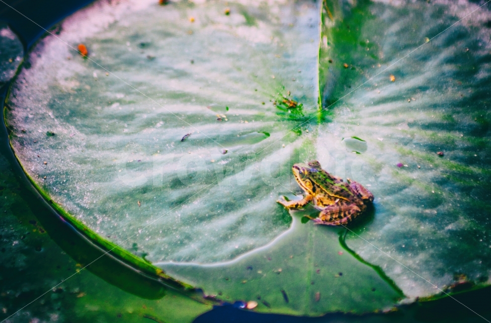 자연,풍경,풍경사진,자연사진,동물,동식물,연잎,개구리,연못,nature,naturephoto,naturephotography,landscape,frog,lotus,lotusleaf,animal,동물,animal,파충류,양서류,reptile,amphibian