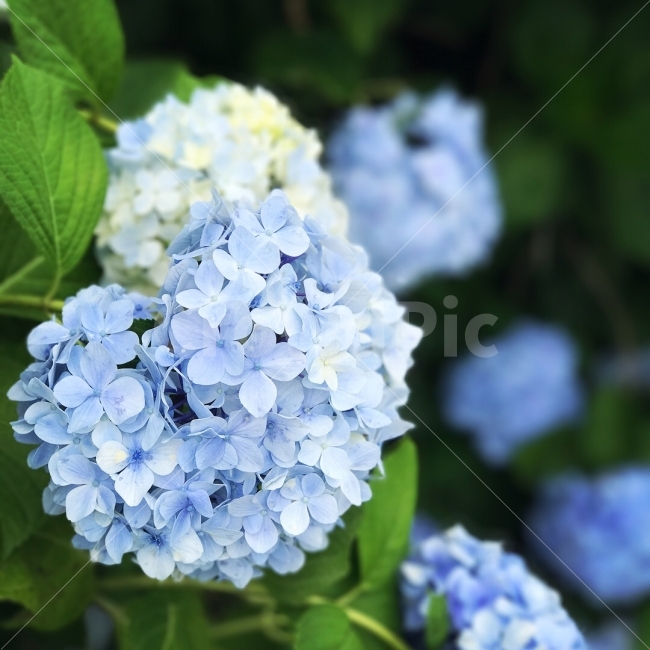 꽃,수국,자연,꽃사진,제주,식물,자연,plants,nature,꽃,flower