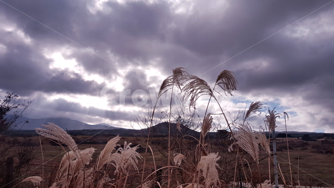 갈대,갈대숲,식물,reed,plant