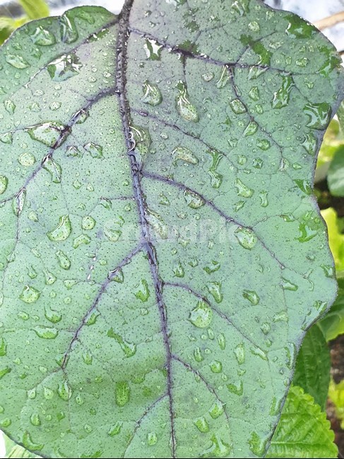 가지잎,비,식물,가지,정맥,잎,식물,자연,plants,nature