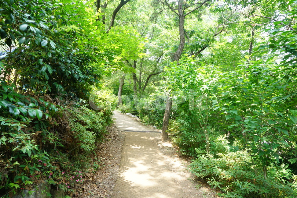 등산,산책,산책로,등산로,하이킹,트레킹,걷기,풀,길,자연,숲,풀숲,나무,자연,풍경,nature,landscape,path,통로,outdoors,옥외,garden,정원,arbour,정자