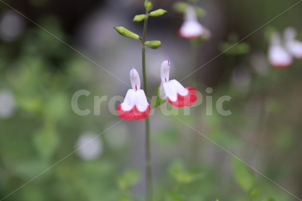 꽃,꽃배경,아름다움조화,행복,평화,공동체,식물,자연,plants,nature,꽃,flower