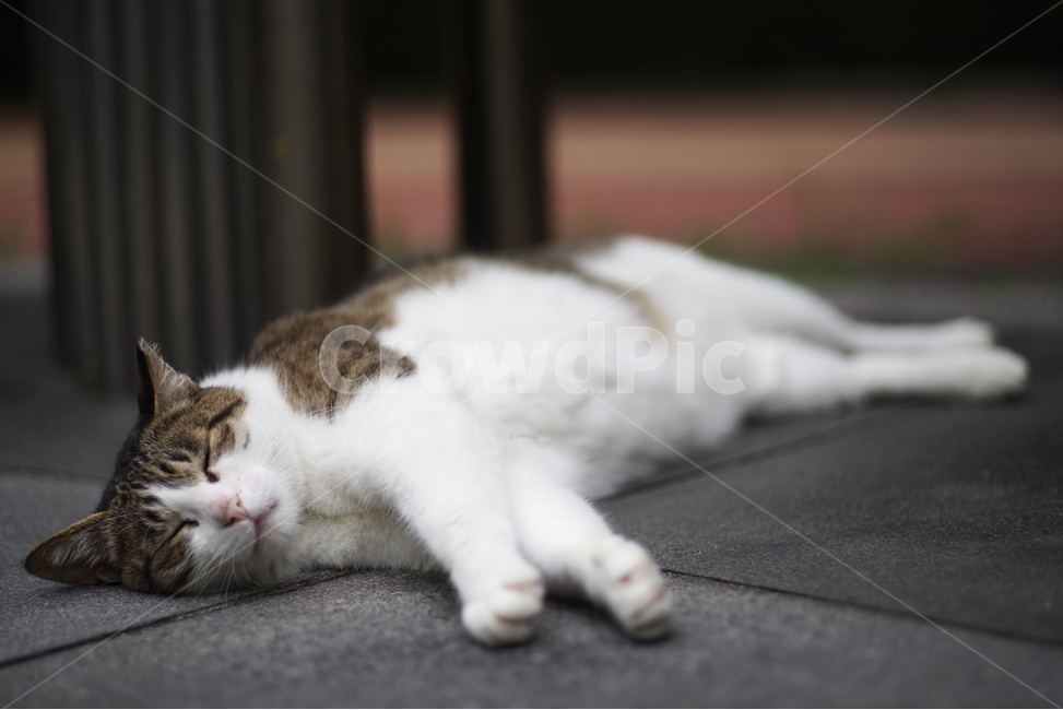 고양이,길고양이,길냥이,동물,야생동물,야생,자연,생물,귀여움,포유류,생명,애완동물,cat,kitty,kitten,cute,lovely,adorable,pet,animal,wild,wildlife,wildanimal,street,streetcat,stray,straycat,동물,animal,포유류,mammal,고양이,cat,kitten,kitty