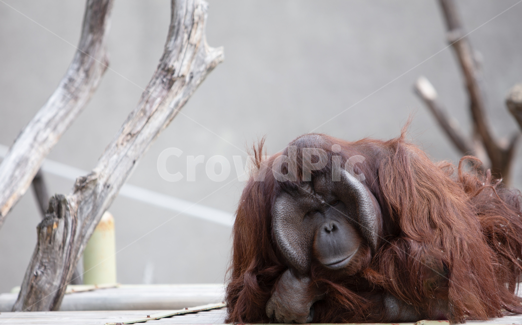 동물,풍경,오랑우탄,동물원,멸종위기,포유류,영장류,보호동물,동물보호,초식동물,멸종위기동물,유인원,나무가지,우리,동물,animal,포유류,mammal