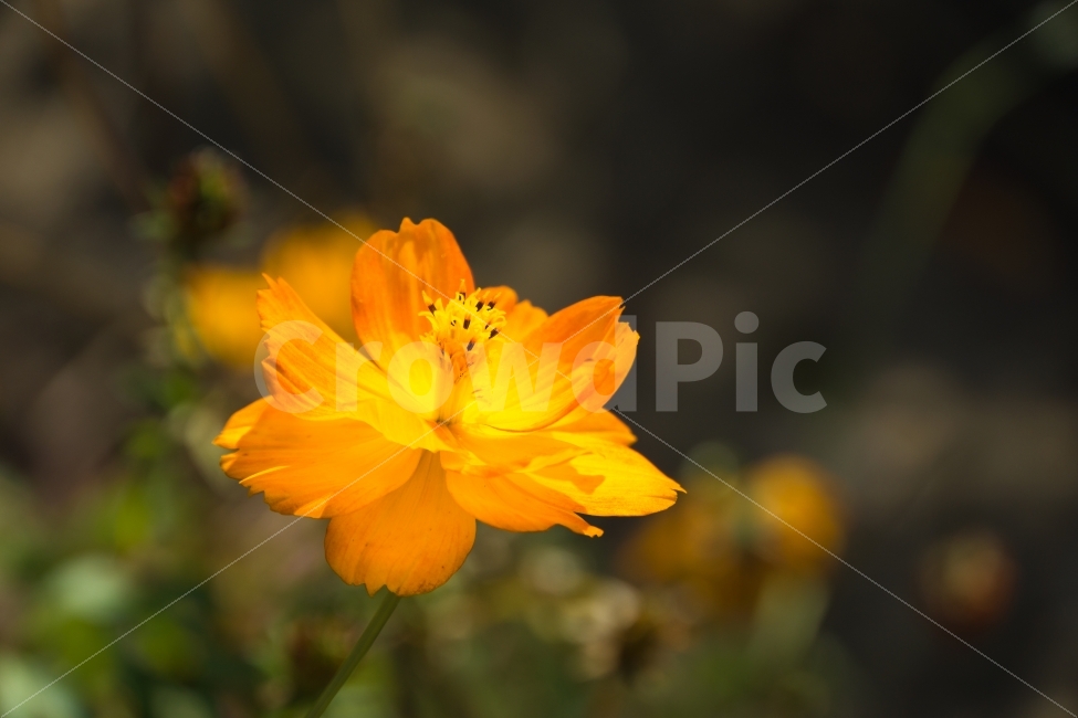 가을,꽃,식물,야생화,울산,태화강공원,식물,자연,plants,nature,꽃,flower