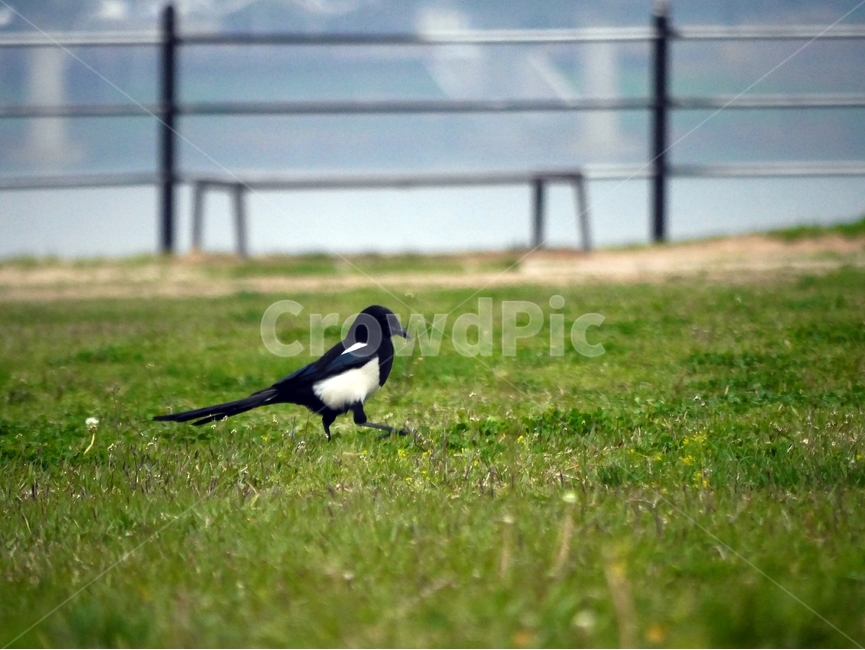 자연,풀,새,강,쉼,동물,animal,조류,새,birds
