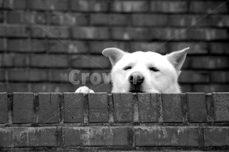 멍멍이,개,동물,담,담장,담벼락,흑백,동물,animal,포유류,mammal,개,강아지,dog,doggy