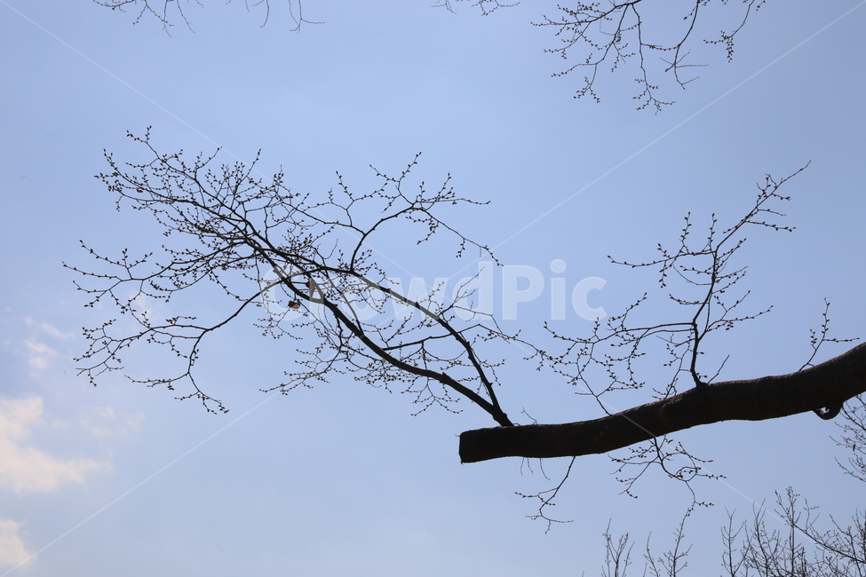복잡,나무,하늘,그림자,실루엣,자연,패턴,식물,plants,nature,식물,자연,plants,nature,나무,trees,wood