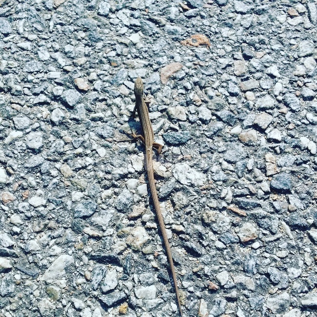 도마뱀,한국도마뱀,장지뱀,아스팔트,여름,농촌,동물,animal,파충류,양서류,reptile,amphibian