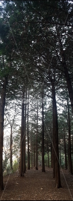 숲,나무,산,힐링,산림욕,공원,tree,forest,mountain,park,자연,풍경,nature,landscape,plant,식물,vegetation,초목