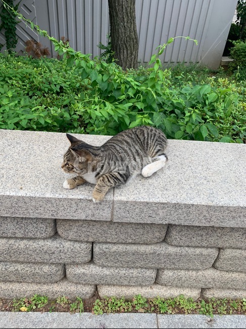 고양이,길냥이,야옹이,코리안숏헤어,동물