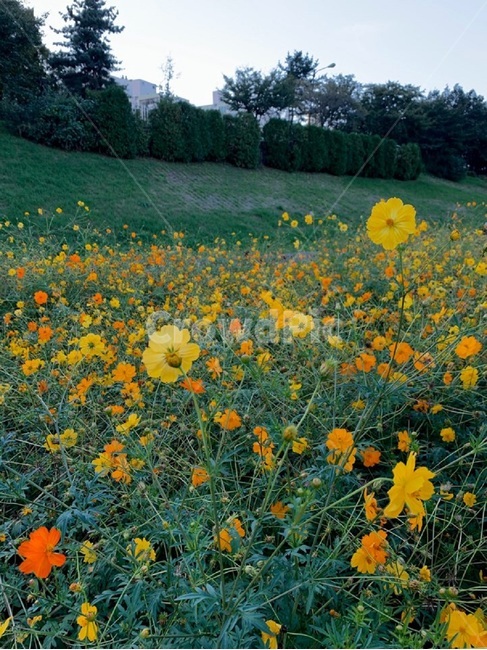 자연,꽃,flower,식물,plant,식물,자연,plants,nature,꽃,flower