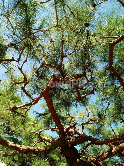 소나무,나무,식물,적송,tree,plant,나무줄기,상록교목,솔나무,송목,육송,송유송,여송,자송,청송,식물,자연,plants,nature,나무,trees,wood