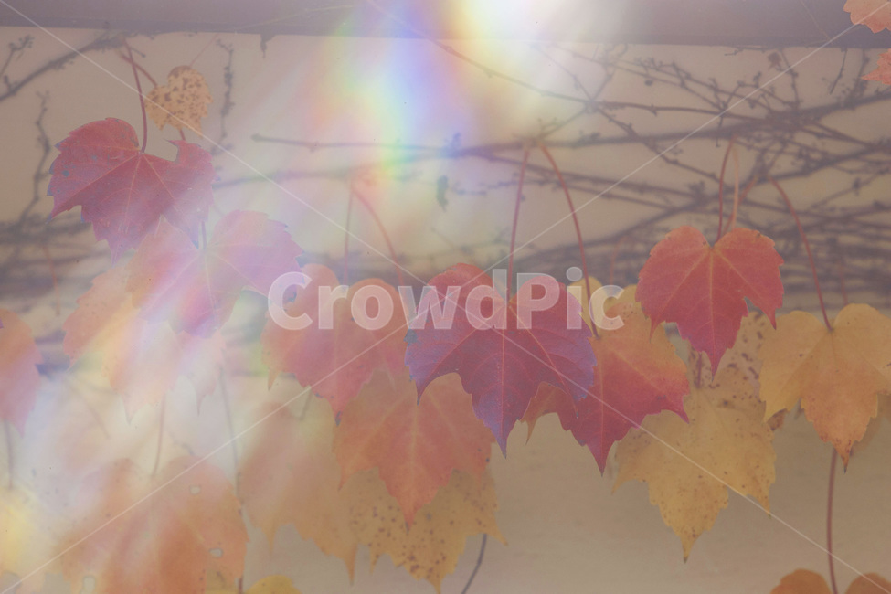 leaf,잎,식물,단풍,담쟁이,가을,계절,fall,autumn,season,plant,tree,나무