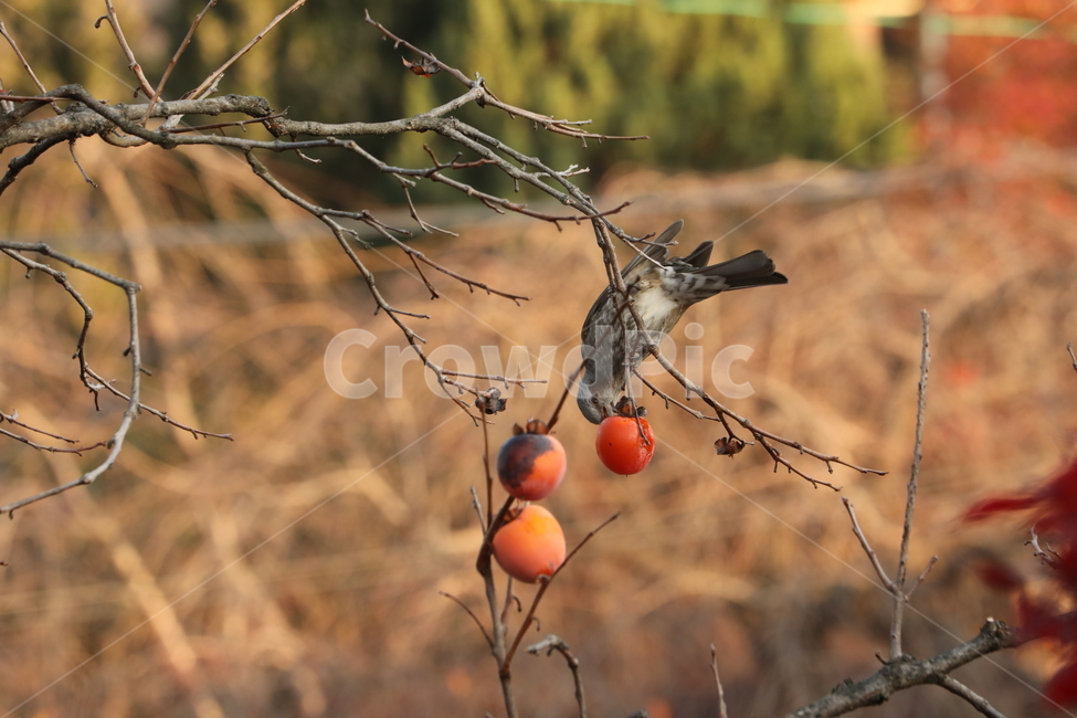홍시,감나무,새,연시,행복,곡예,가을,계절,fall,autumn,season,동물,animal,조류,새,birds,과일,열매,fruit,plant,식물,food,음식,persimmon,감