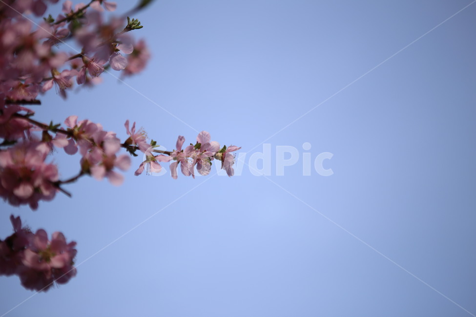 꽃,분홍꽃,봄,spring,앵두꽃,하늘,푸른하늘,식물,blossom,flower,봄,계절,spring,season