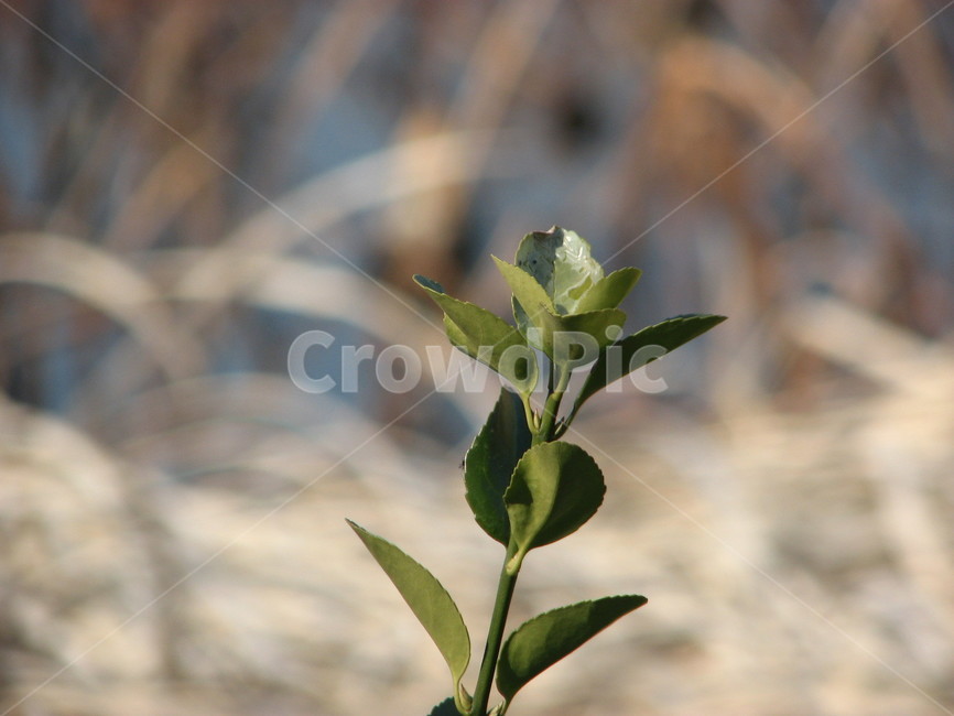 plant,식물,잎,leaf,reed