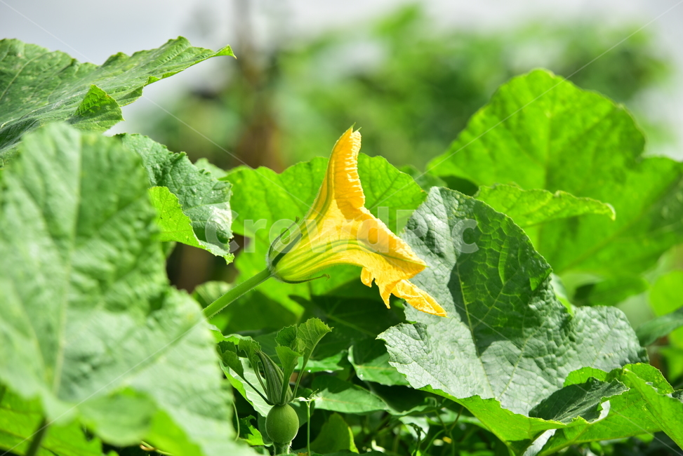 호박,호박잎,큰잎,호박꽃,노란꽃,식물,pumpkin,flower,plant,leaf,식물,자연,plants,nature