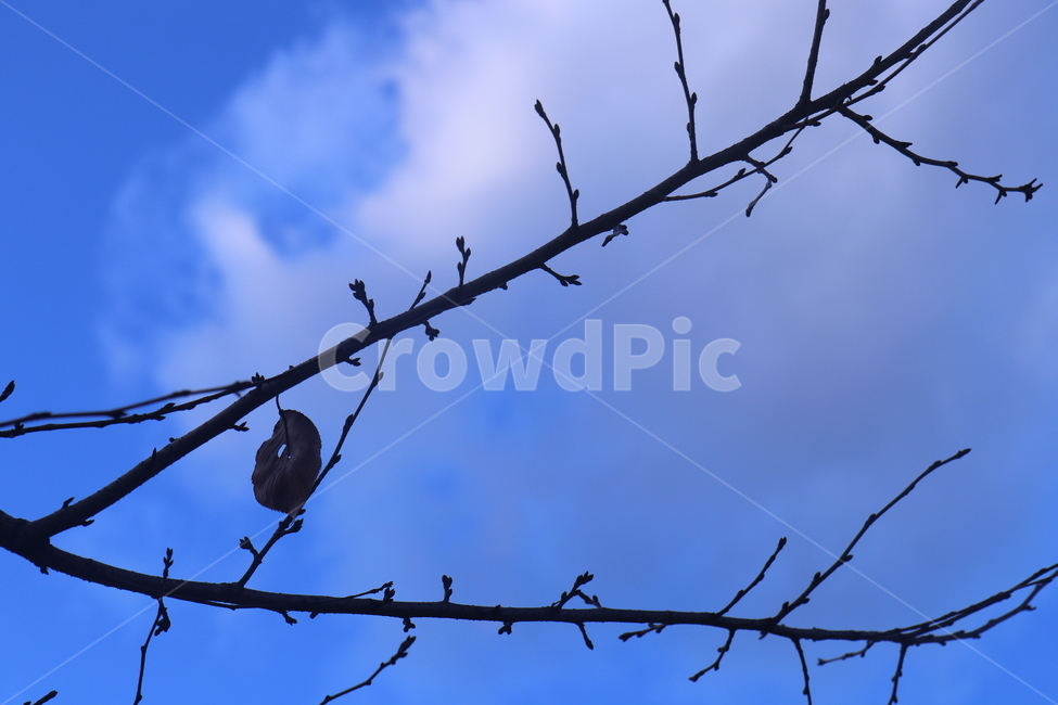 푸른,하늘,구름,나뭇가지,bluesky,branch