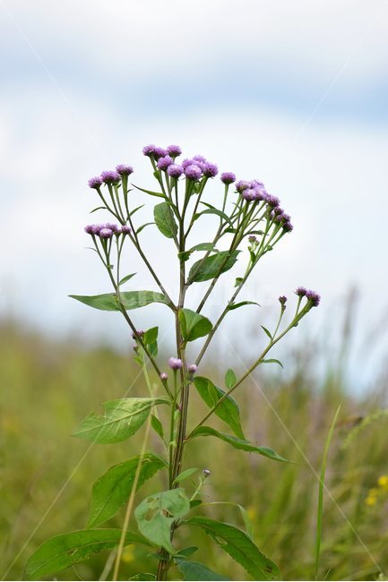 각시취,야생화,식물,자연,꽃,생태,힐링,플라워,wildflower,flower,plants,nature,season,감성,느낌,emotion,feeling,여름,초롱꽃목,국화과,취나물속,식물,자연,plants,nature,꽃,flower