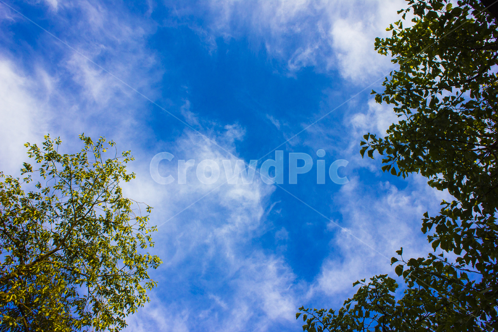 하늘,자연,하늘색,나무,풍경,자연,풍경,nature,landscape,tree,plant,식물
