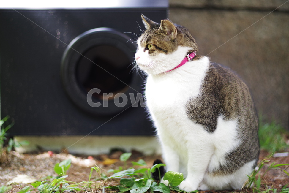 고양이,길고양이,동물,길냥이,애완동물,생명,자연,미묘,야생동물,cat,kitty,kitten,cute,lovely,adorable,pet,animal,streetcat,straycat,wildcat,wild,동물,animal,포유류,mammal,고양이,cat,kitten,kitty