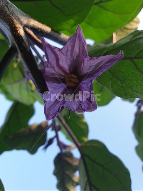 식물,꽃,가지,가지꽃,보라꽃,보라색,식물,자연,plants,nature,꽃,flower