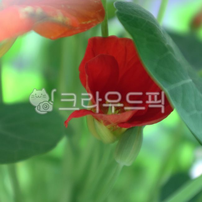 한련화,식물,오렌지색꽃,둥근잎,plant,blossom,flower,leaf