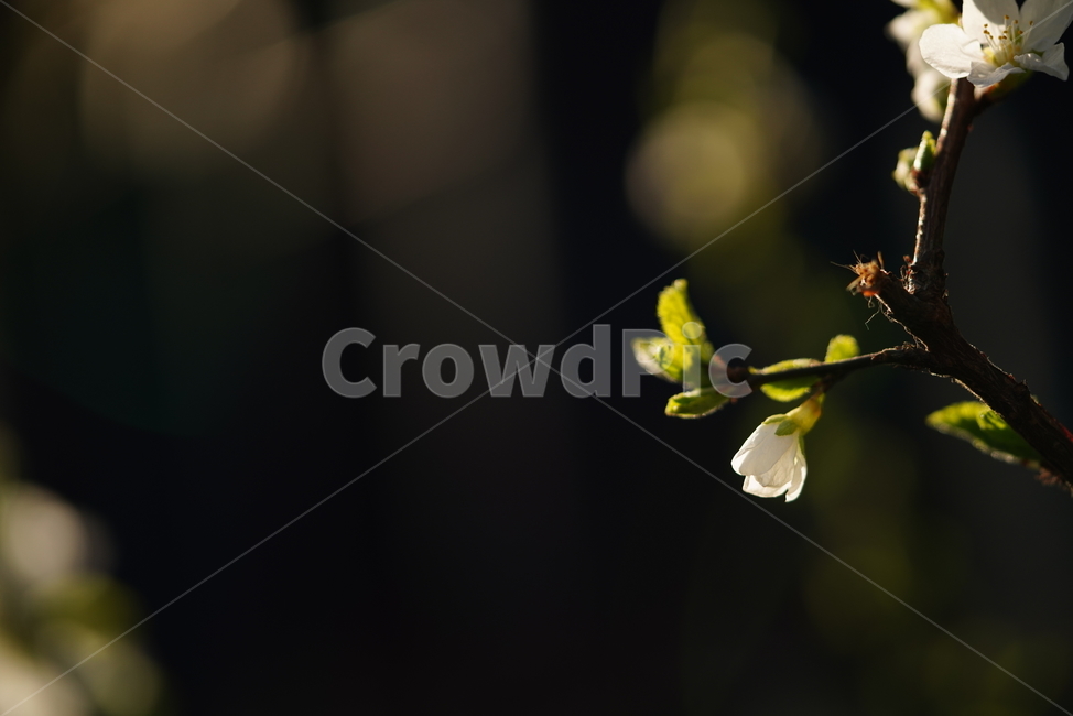 꽃,벚꽃,플라워,봄,느낌,감성,화이트,흰색,생명,생물,나무,식물,계절,flower,식물,자연,plants,nature,꽃,flower