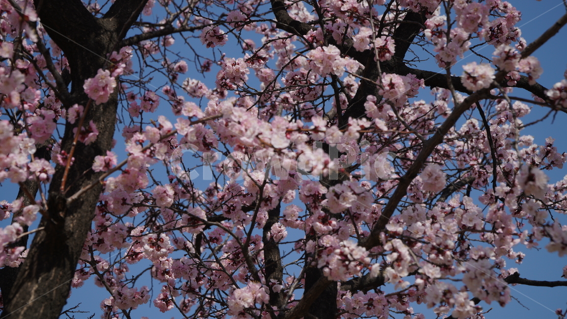 plant,식물,flower,벚꽃,blossom,cherryblossom