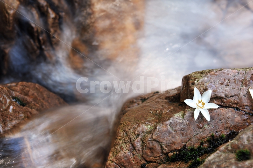 때죽나무,styraxjaponicus,진달래목,안식향,약용식물,마취제,하얀꽃,산,계곡,물,꽃,flower