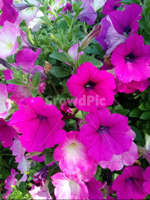 페튜니아,꽃,식물,flower,plant,commongardenpetunia,가지과,한해살이풀,식물,자연,plants,nature,꽃,flower