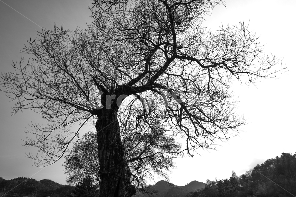 나무,나무나이,노수,멋있는나무,외로움,식물,자연,plants,nature,나무,trees,wood,흑백,모노톤,monochrome,black and white
