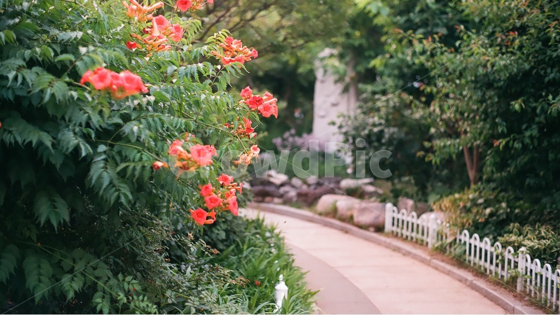 꽃,거리,화단,빨간꽃,풍경,식물,자연,아날로그,여름,이미지,필름사진,Plants,nature,Flower,landscape,Spring,식물,자연,plants,nature,꽃,flower