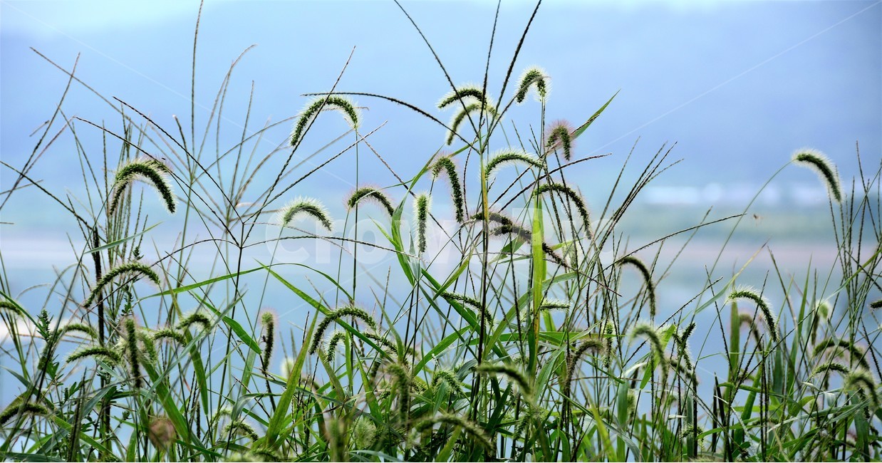 식물,풀,자연,하늘,노을,식물,자연,plants,nature