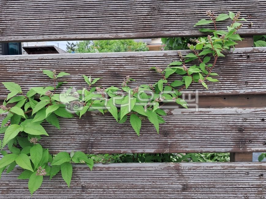 울타리,덩굴,wood,식물,덩굴식물