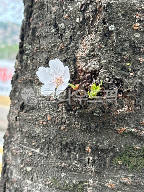 꽃,벚꽃,cherryblossom,꽃잎,나무,flower,petal,tree