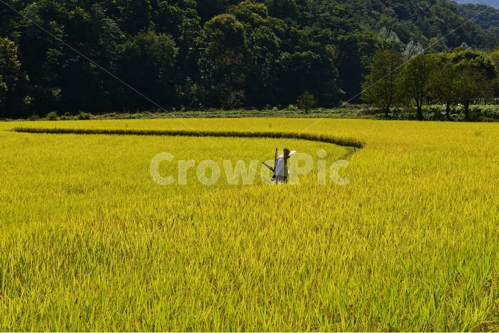 farm,농장,rural,농촌,outdoors,옥외,field,들,nature,자연,농부,사람,인간,지게,농업,농사,논,농경지,경작,모자,논두렁,농업,농사,agriculture,farming,farming industry