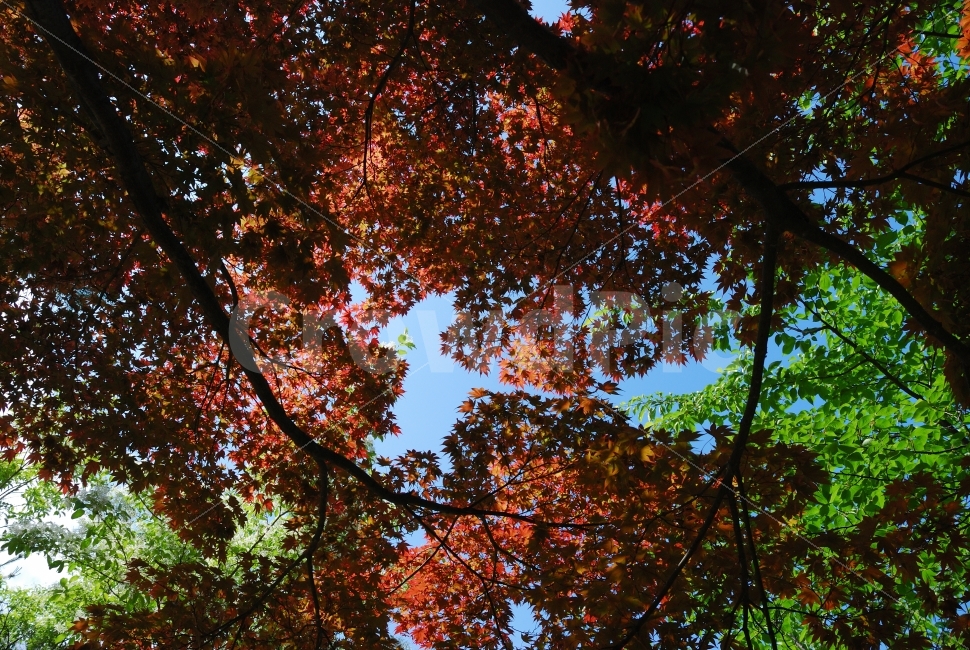 나무,단풍나무,하늘,파랑,맑은날,여름,가을,계절,초록,공원,산책,나뭇잎,자연,조경,오후,축제,산,환경,숲,숲속,햇빛,식물,자연,plants,nature