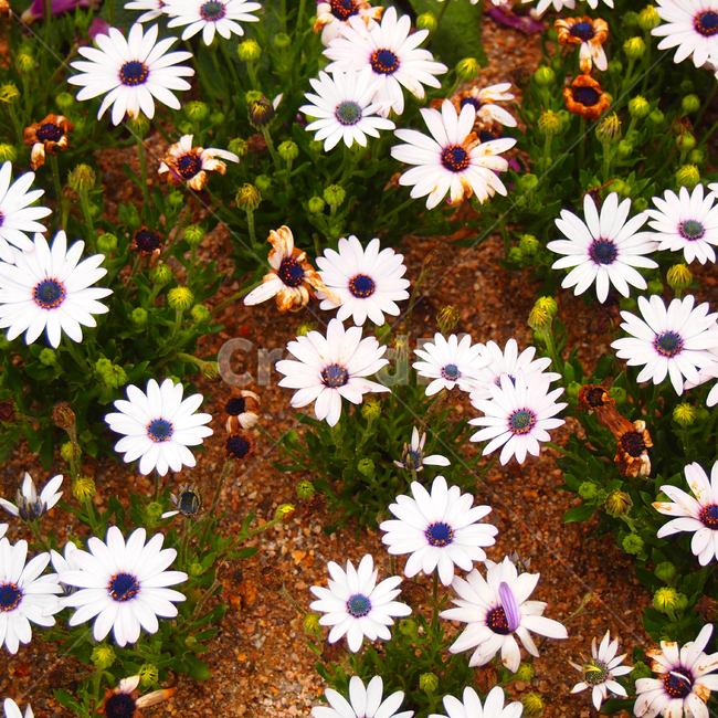 하얀꽃,꽃밭,꽃박람회,예쁜꽃,비비드,생기,일산꽃박람회,식물,자연,plants,nature,꽃,flower