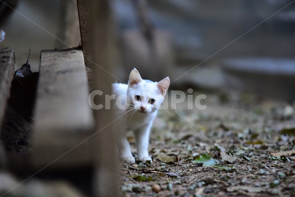 고양이,야옹이,새끼고양이,흰고양이,귀여운고양이,하얀고양이,예쁜고양이,cat,동물,kitten