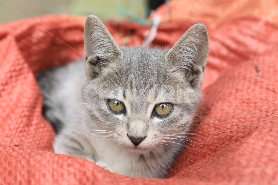 고양이,아기고양이,집고양이,코리안숏헤어,애완동물,동물,애완묘,냐옹이,animal,cat,koreanshorthair,kitty,동물,animal,포유류,mammal,고양이,cat,kitten,kitty