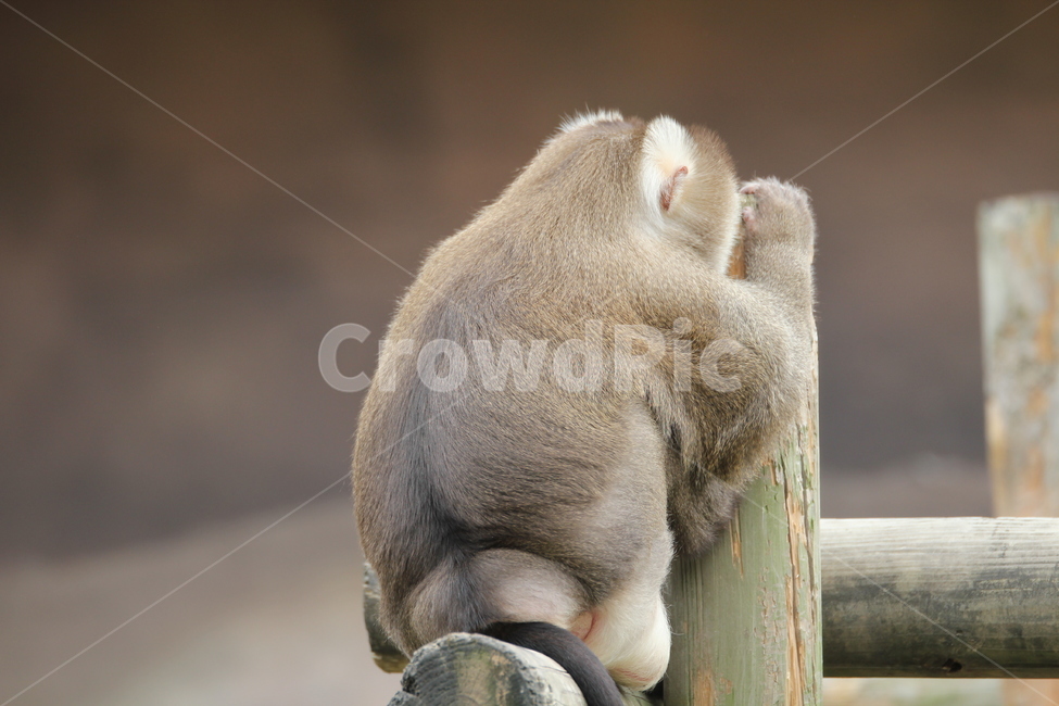 원숭이,동물원,동물,유원지,귀여움,등,동물,animal,포유류,mammal