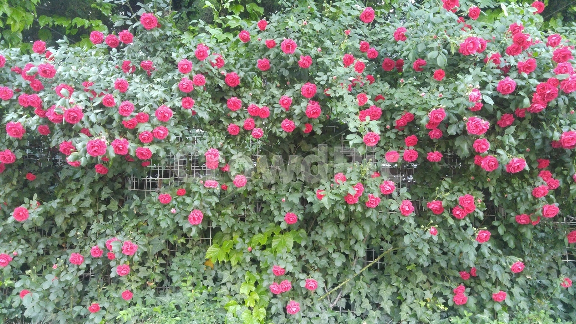 장미,봄꽃,봄이미지,rose,flowers,spring,plants,식물,바탕,배경,계절,봄,꽃,nature,beautiful,빨간색,가든,garden,공원